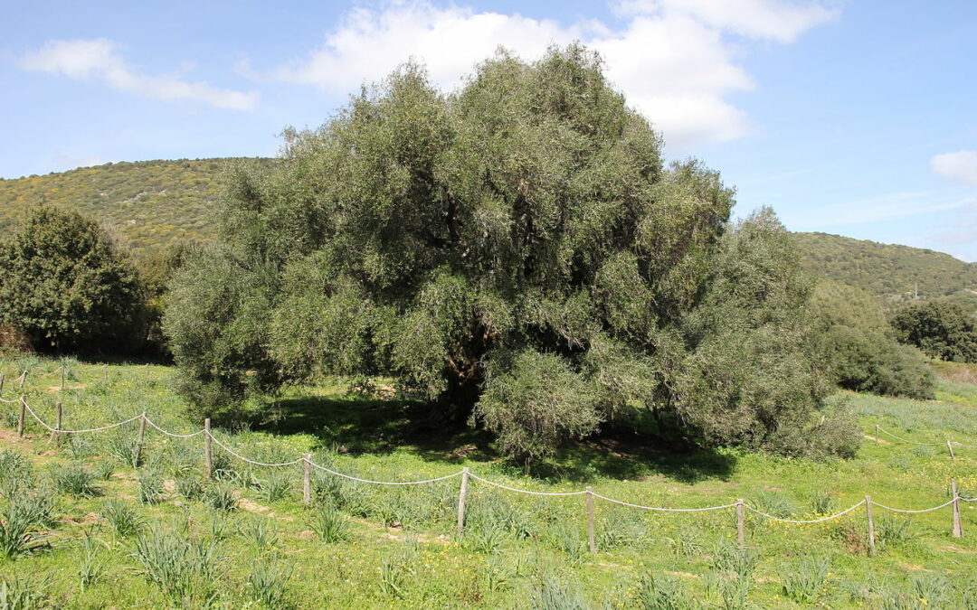 The ancient olive tree of Luras ranked third in the European Tree of the Year 2024 competition.